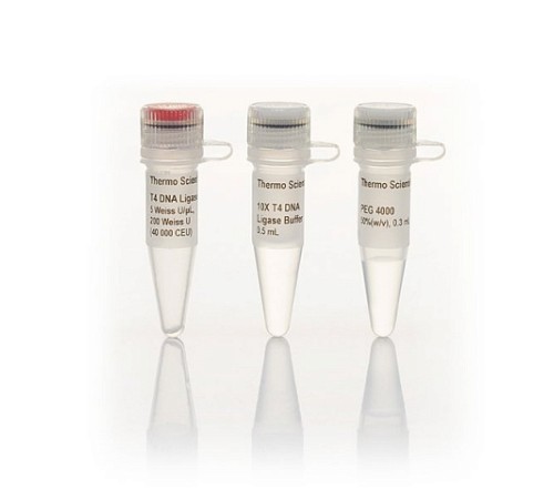 ДНК-лигаза Т4, 5 ед/мкл, Thermo FS ДНК-лигаза Т4, 5 ед/мкл, Thermo FS
